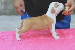 Americký stafordšírský teriér – krásná štěňata