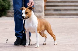 Americký stafordšírský teriér – krásná štěňata