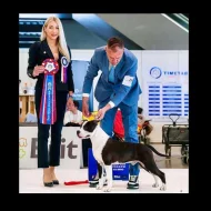 Americký stafordšírský teriér – krásná štěňata