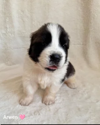 Moskevský strážní pes