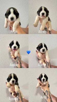 Moskevský strážní pes