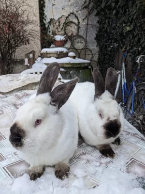 Prodám Kalifornské králíky