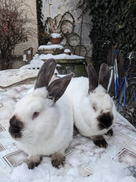 Prodám Kalifornské králíky