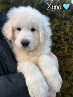 Slovenský čuvač - štěňátka s PP