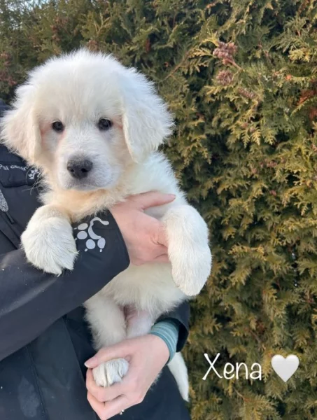 Slovenský čuvač - štěňátka s PP