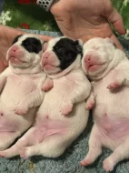 Francouzský buldoček štěnátka