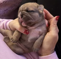 Francouzský buldoček štěnátka