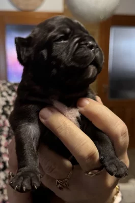 Francouzský buldoček štěnátka