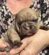 Francouzský buldoček štěnátka