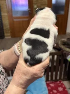 Francouzský buldoček štěnátka