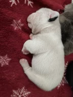 Francouzský buldoček štěnátka