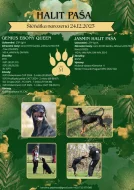 Dobrman – štěňata s PP | vrh M