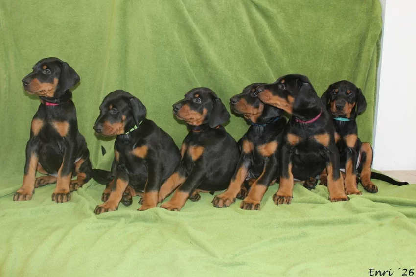 Dobrman – štěňata s PP | vrh M