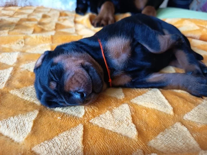 Dobrman – štěňata s PP | vrh M