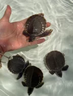 Karetka novoguinejská (Carettochelys insculpta)