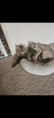 Hledám milující domov.