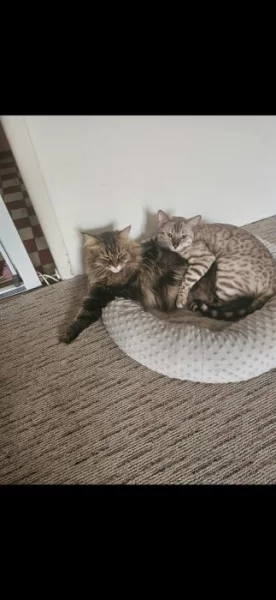 Hledám milující domov.