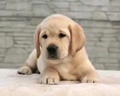 Prodávám labradora