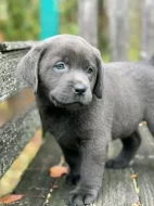 Prodávám labradora