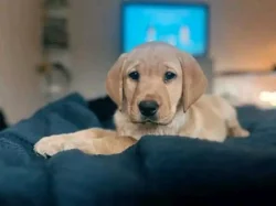 Prodávám labradora