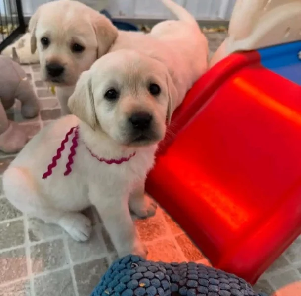 Prodávám labradora