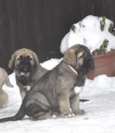 Španělský mastin- nabízíme štěňátka k odběru po 20.lednu