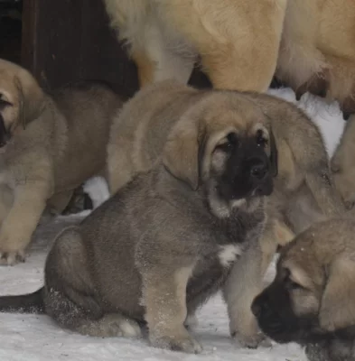 Španělský mastin- nabízíme štěňátka k odběru po 20.lednu