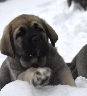 Španělský mastin- nabízíme štěňátka k odběru po 20.lednu
