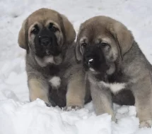 Španělský mastin- nabízíme štěňátka k odběru po 20.lednu