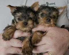Štěnátka Yorkshire terrier