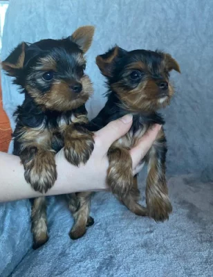 Štěnátka Yorkshire terrier