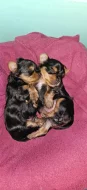 Štěnátka Yorkshire terrier
