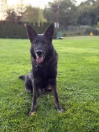 Prodám psa Německého ovčáka