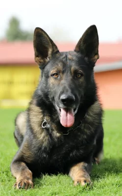 Prodám psa Německého ovčáka