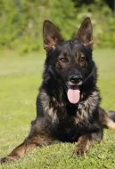 Prodám psa Německého ovčáka