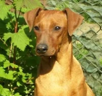 Německý pinč - prodám štěňata s PP