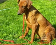 Německý pinč - prodám štěňata s PP