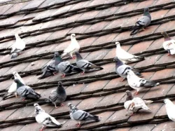 Trh holubů Libčice nad Vltavou, 7.2.2026