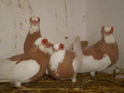 Trh holubů Libčice nad Vltavou, 7.2.2026