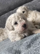 Predam šteniatka bišona