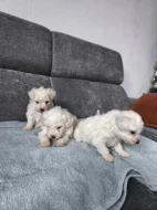 Predam šteniatka bišona