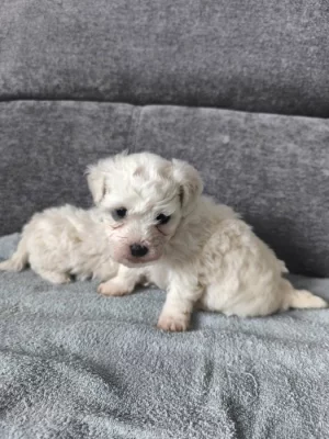 Predam šteniatka bišona