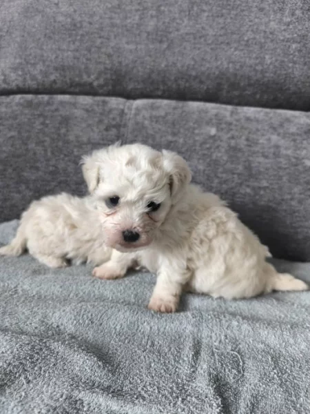 Predam šteniatka bišona