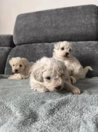 Predam šteniatka bišona