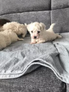 Predam šteniatka bišona