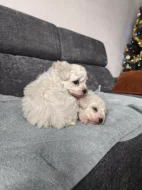 Predam šteniatka bišona