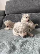 Predam šteniatka bišona