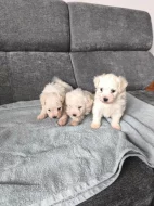 Predam šteniatka bišona