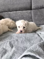 Predam šteniatka bišona