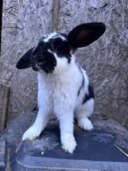 Daruji zakrslé králíky